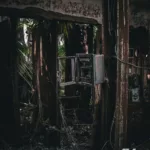 Passage intérieur obscur encadré de racines pendantes en urbex